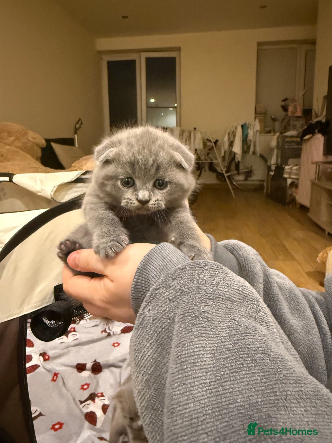 British Shorthair cats for sale: 4 beautiful British shorthair kittens - Advert 9