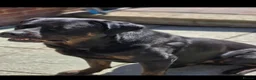 Mixed Breed dogs for sale: Rotweiller Cross ( 5 years old )  in Dagenham - Advert 3