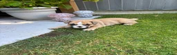 Mixed Breed dogs for sale: French bulldog/ British bulldog puppies  - Advert 8