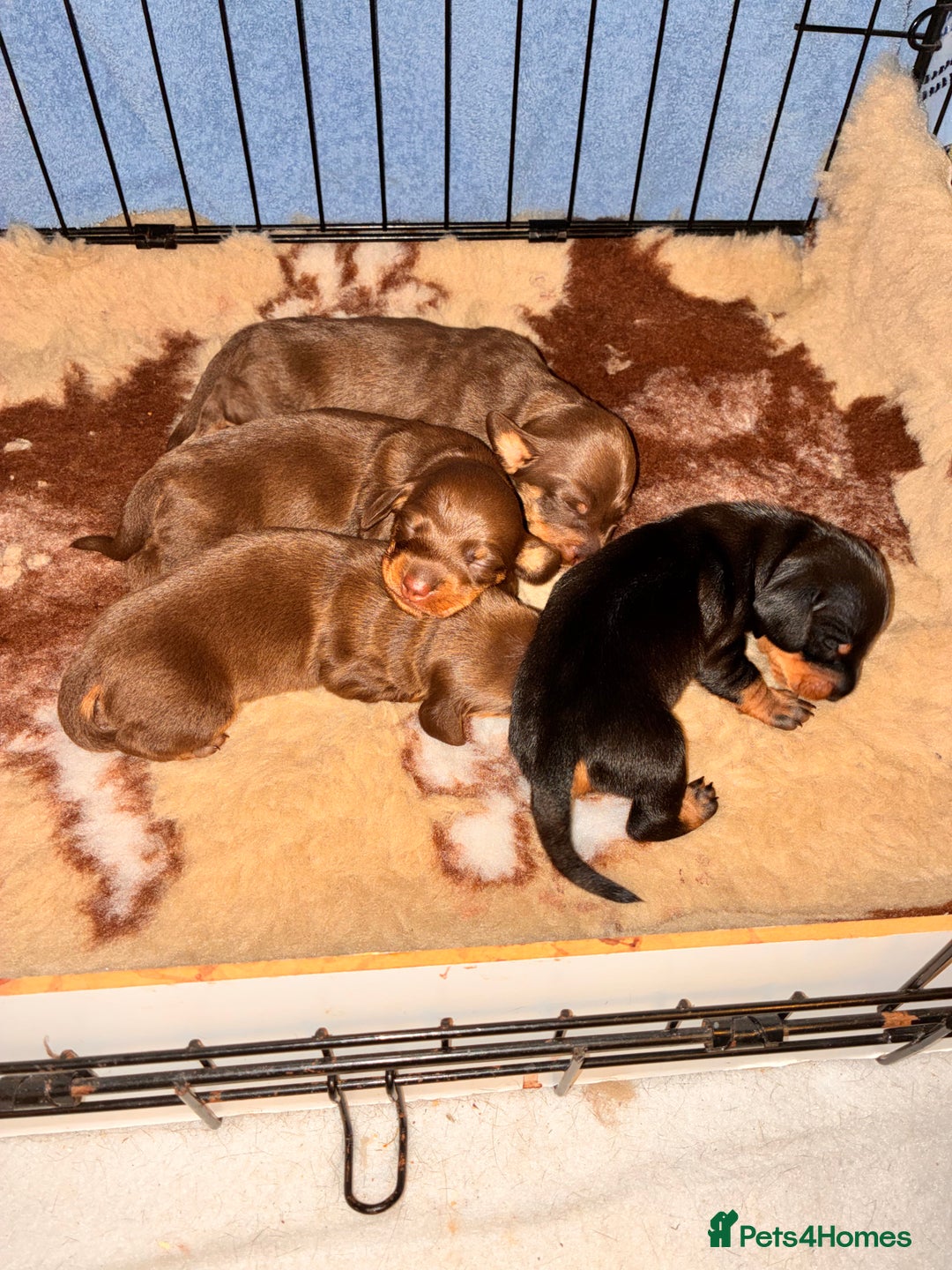Miniature Dachshund dogs for sale: KC Miniature Dachshund puppies - Advert 3