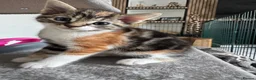 Mixed Breed cats for sale: 4 Kittens looking for a forever home  in Worcester - Advert 4