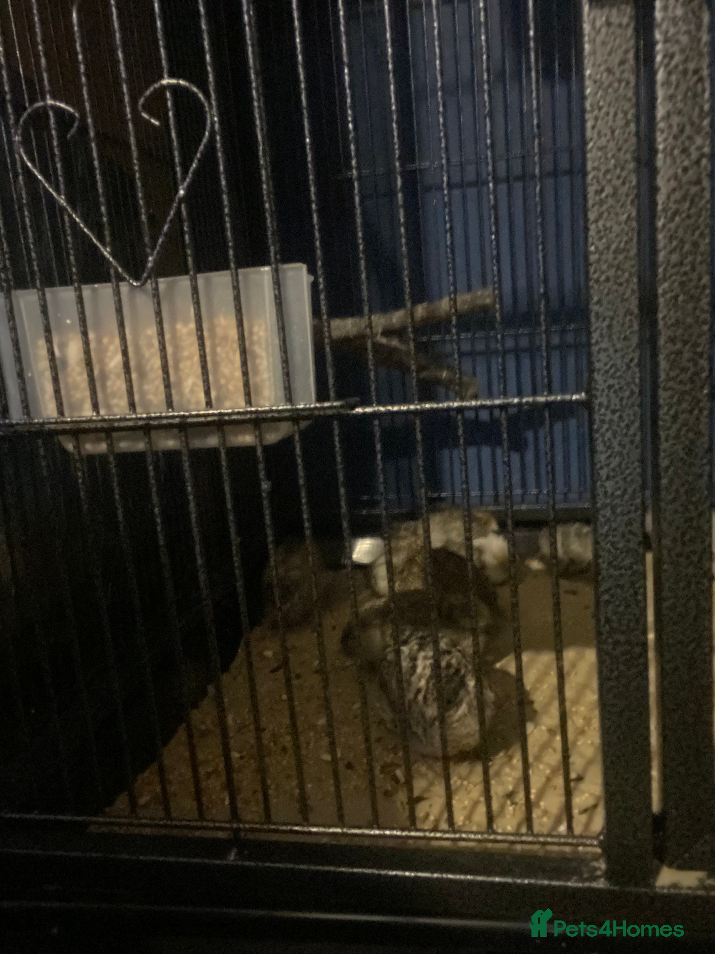 Mixed Breed birds Quails  - Advert 1