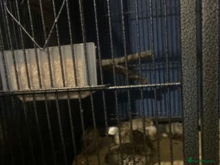 Mixed Breed birds Quails - Advert 1