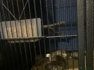 Mixed Breed birds Quails - Advert 18