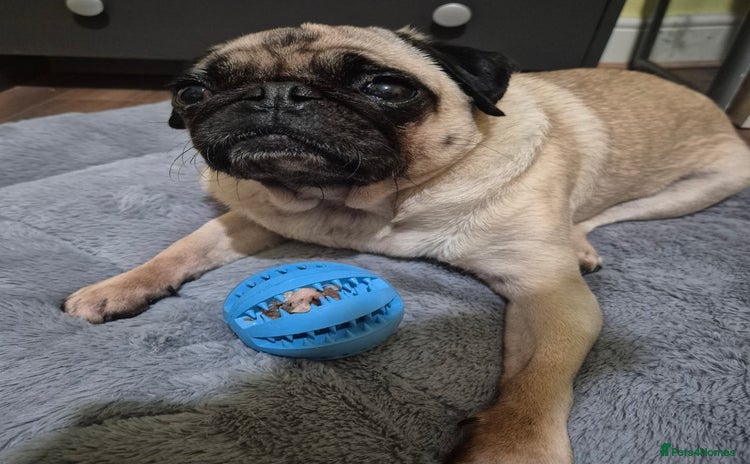 Pug dogs - Advert 1