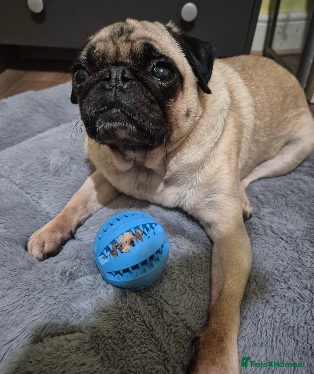 Pug dogs for sale: Beautiful small female pug 7 years  - Image 1