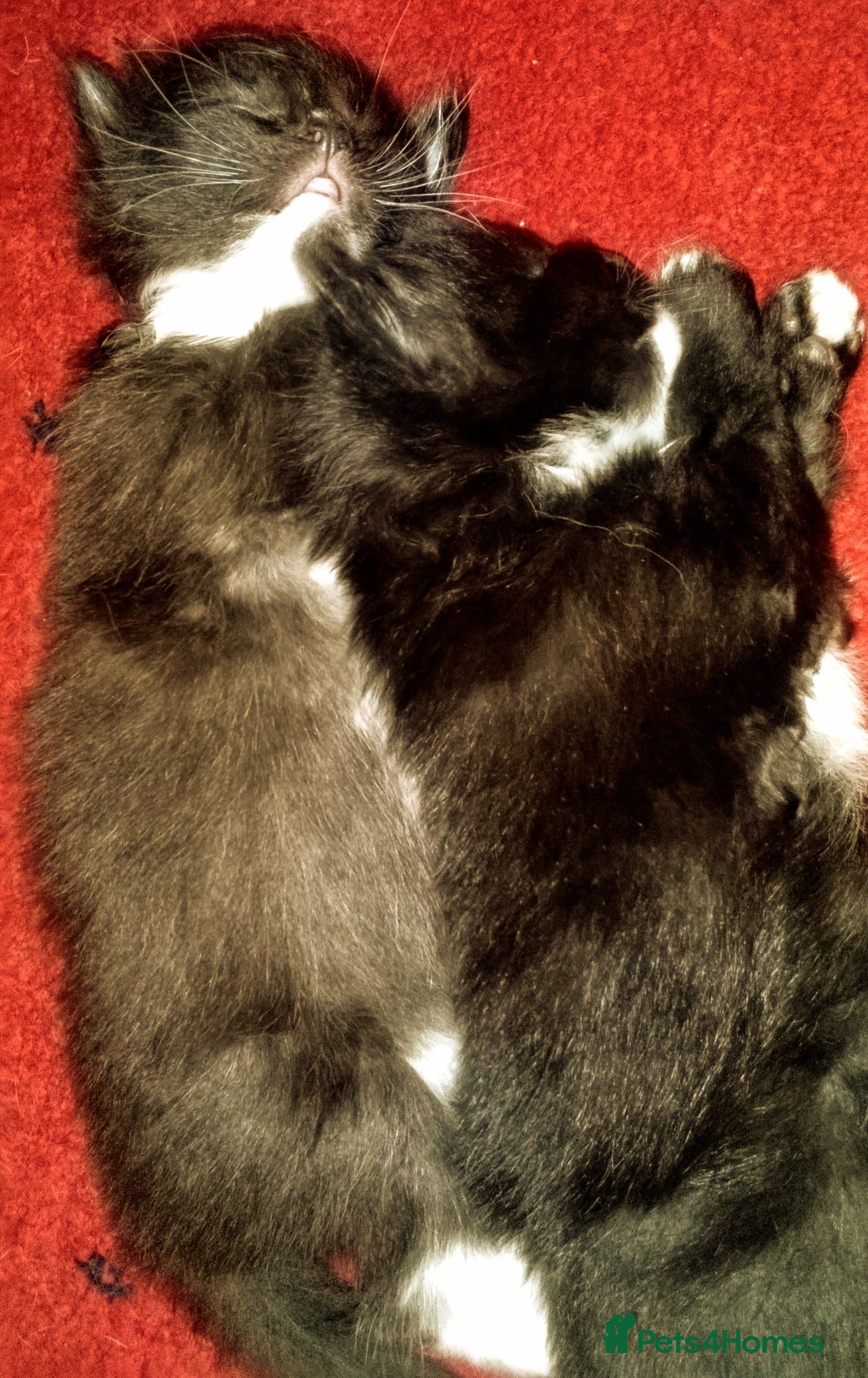 Maine Coon cats Maine coon x siberian kittens - Advert 2