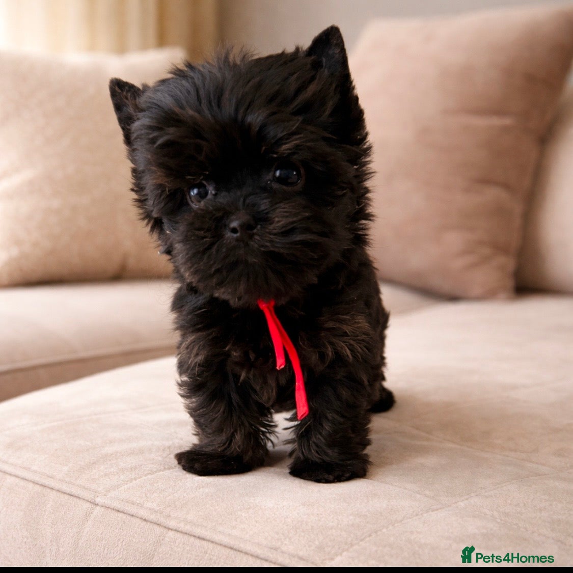 Yorkshire Terrier dogs 🎀 Tiny Little Mini Yorkshire Terrier Girls 🎀 - Advert 1