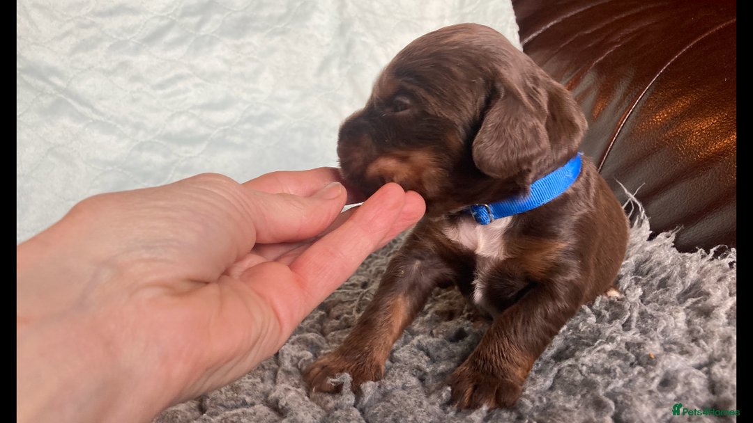 Cocker Spaniel dogs for sale:  Outstanding KC reg. DNA health tested cockers - Advert 7