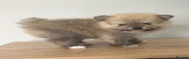 Pomeranian 1