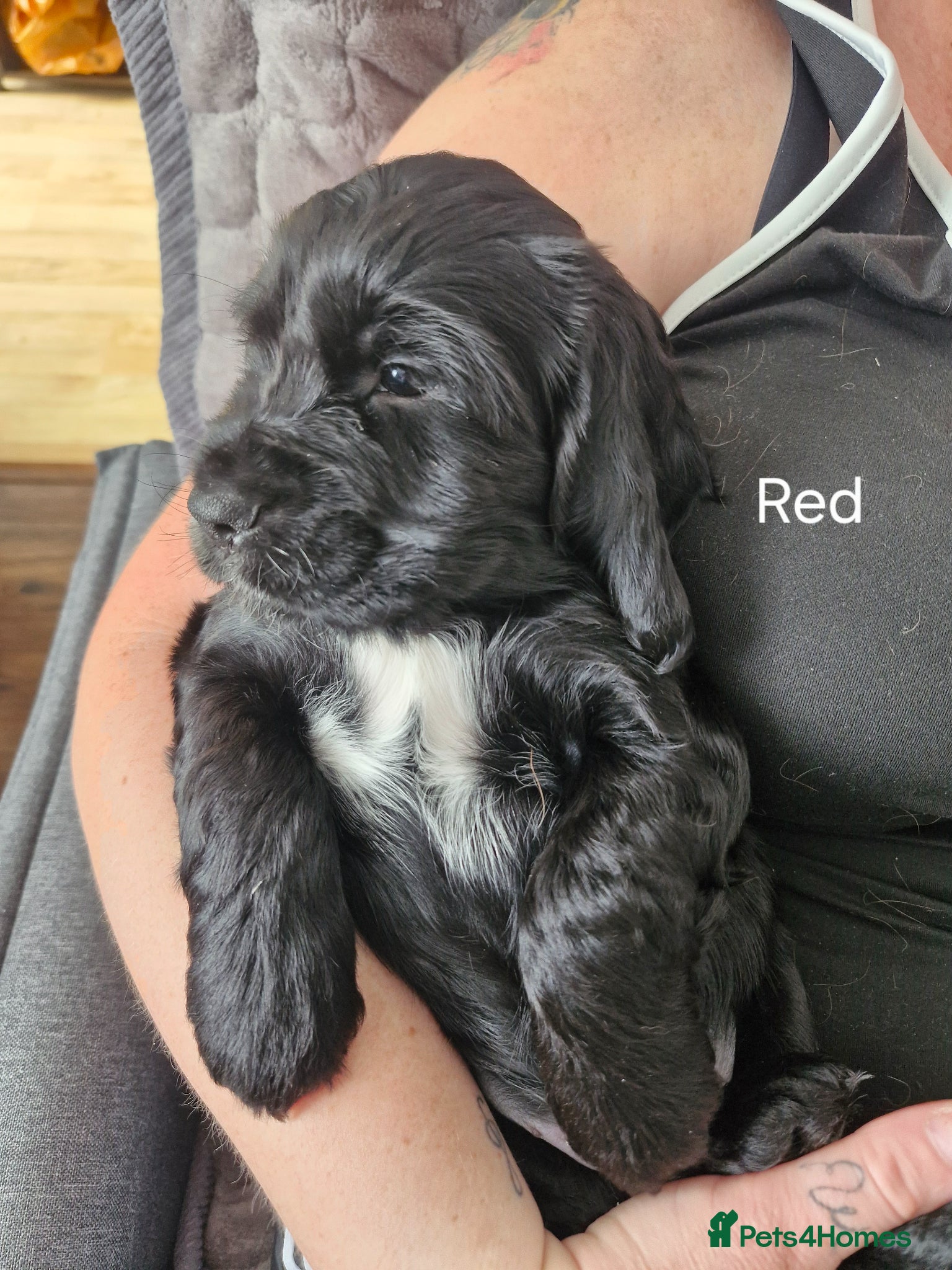 Cocker Spaniel Puppy 5