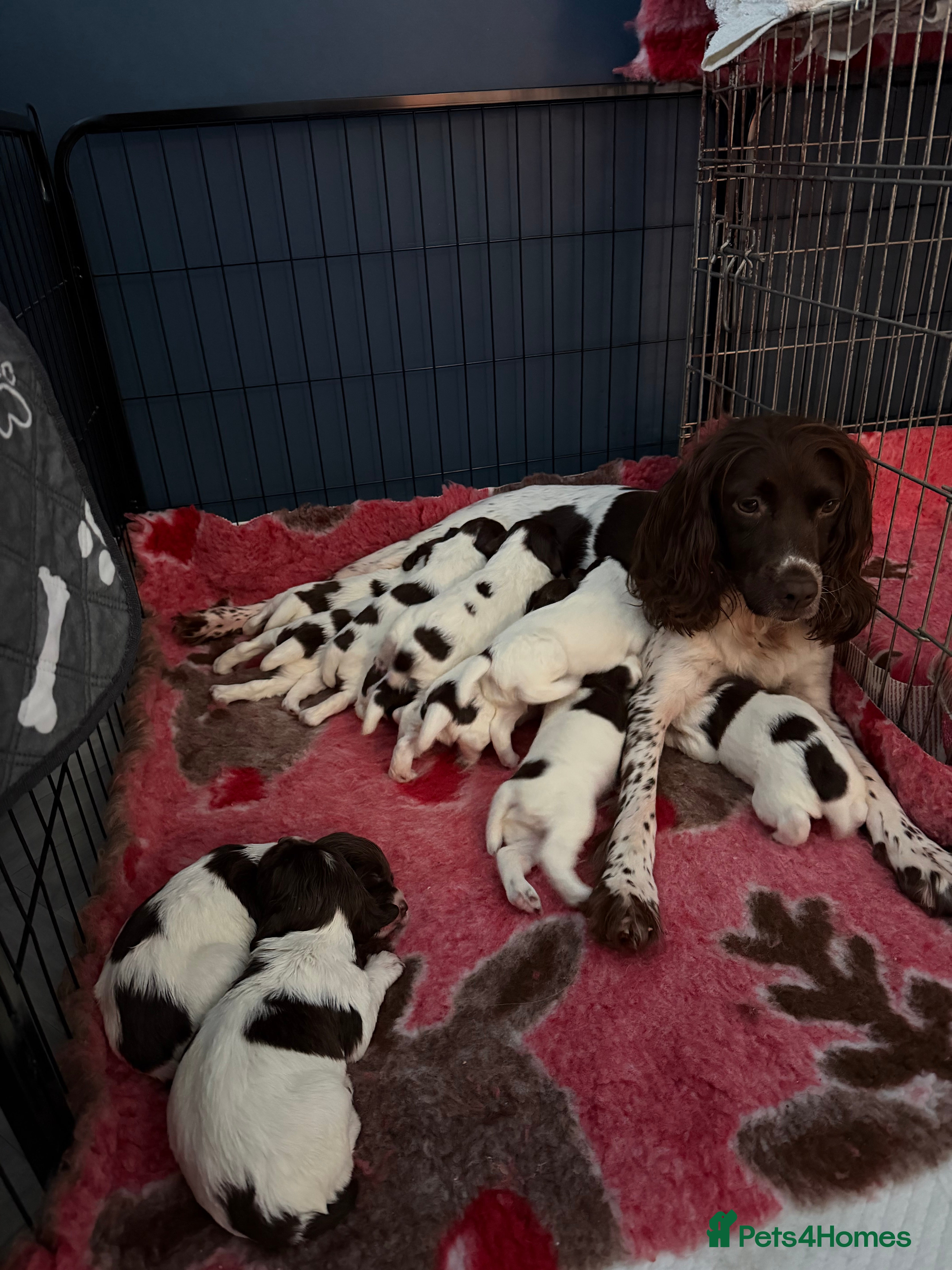 English Springer Spaniel dogs KC Registered English Springer Spaniel puppies - Advert 3