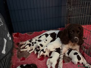 English Springer Spaniel dogs KC Registered English Springer Spaniel puppies - Advert 12