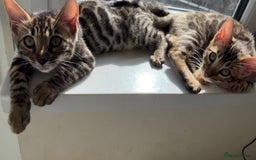 Bengal cats for sale: Pure bred bengal kittens - Image 23