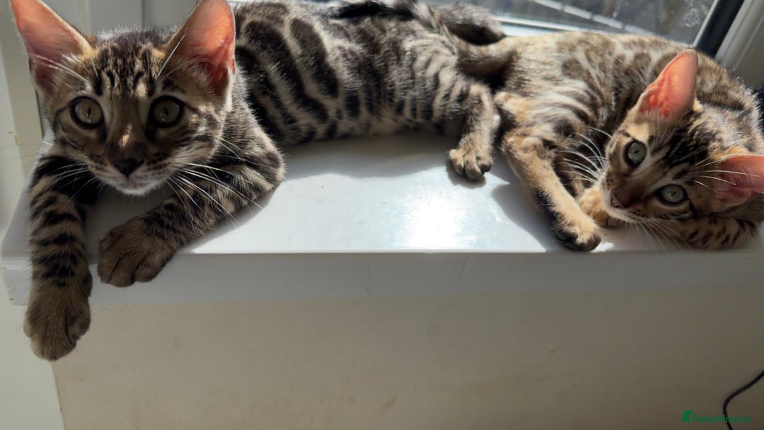 Bengal cats for sale: Pure bred bengal kittens - Image 23