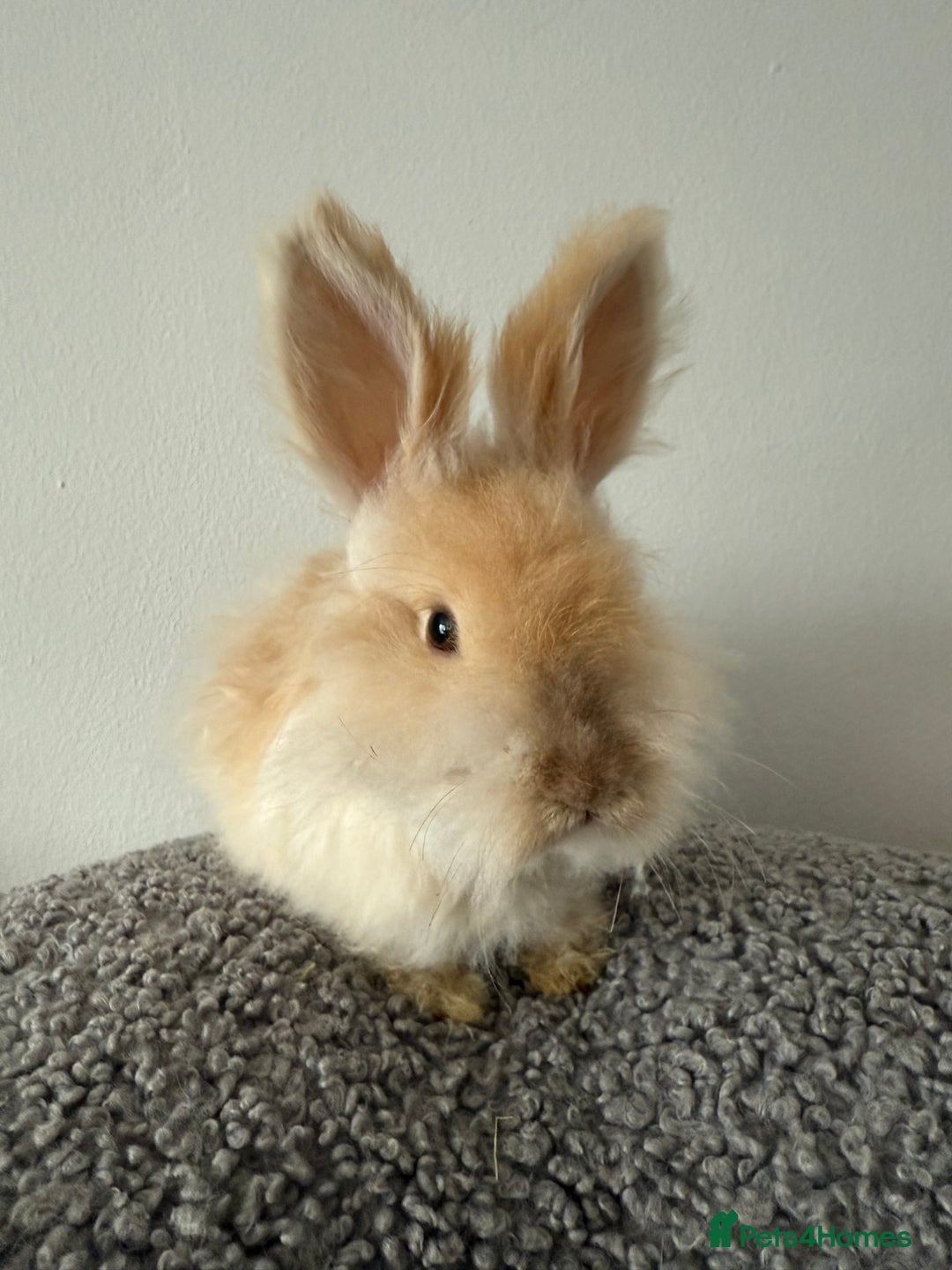 Angora rabbits for sale: English Angora Babies  - Advert 12