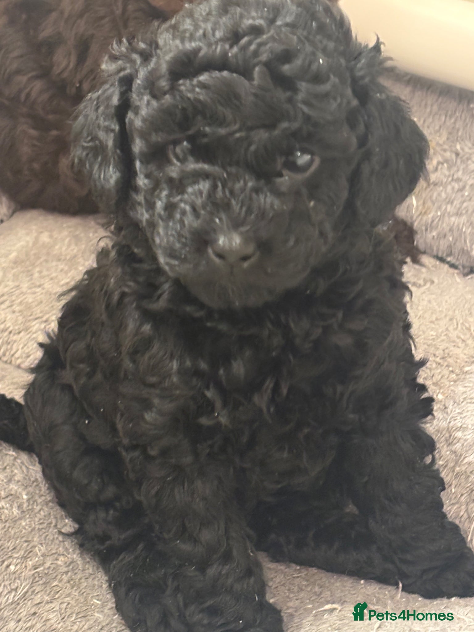 Labradoodle dogs Exceptional Miniature Labradoodle Girls  - Advert 6