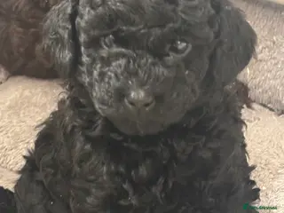 Labradoodle dogs Exceptional Miniature Labradoodle Girls - Advert 6