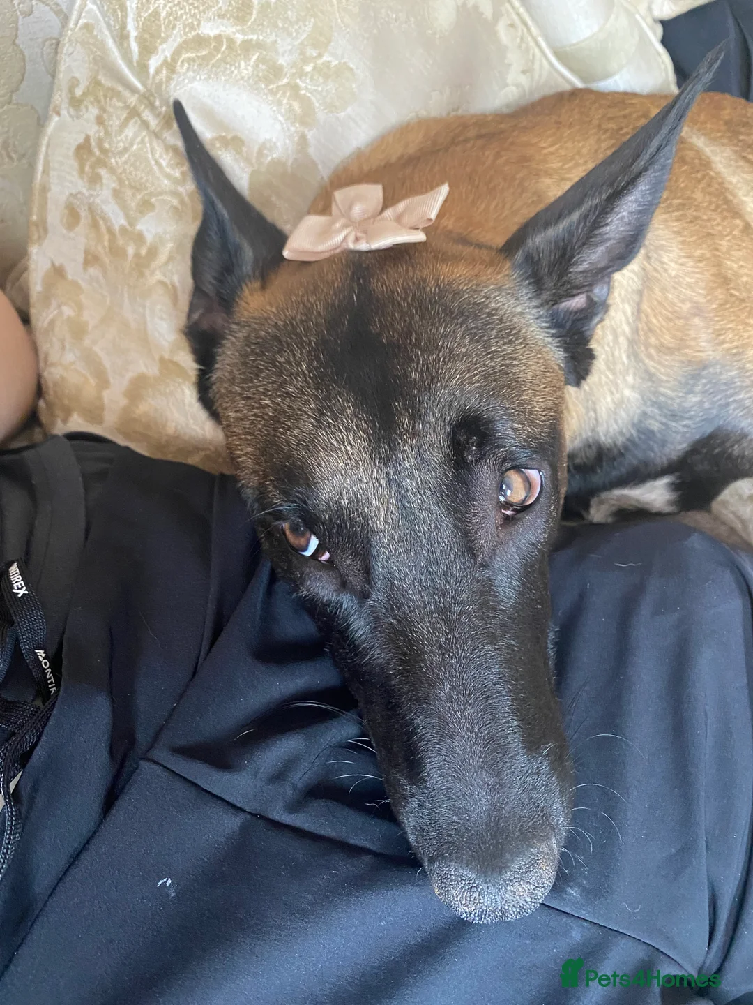 Belgian Shepherd Dog dogs for sale: Make Belgium malinos for sale  - Advert 3