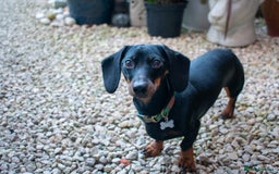 Miniature Dachshund dogs for stud: Black & tan Smooth Haired Dachshund Stud. - Image 1