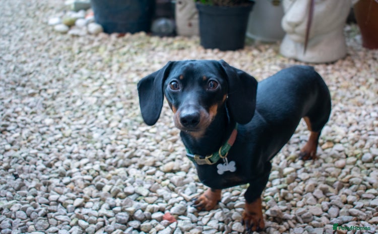Miniature Dachshund dogs - Advert 1