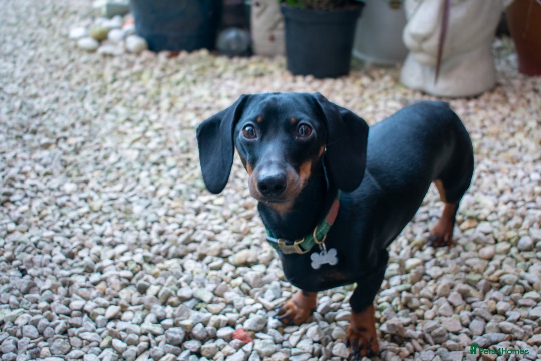 Miniature Dachshund dogs for stud: Black & tan Smooth Haired Dachshund Stud. - Image 1