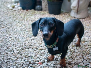 Miniature Dachshund dogs - Advert 24