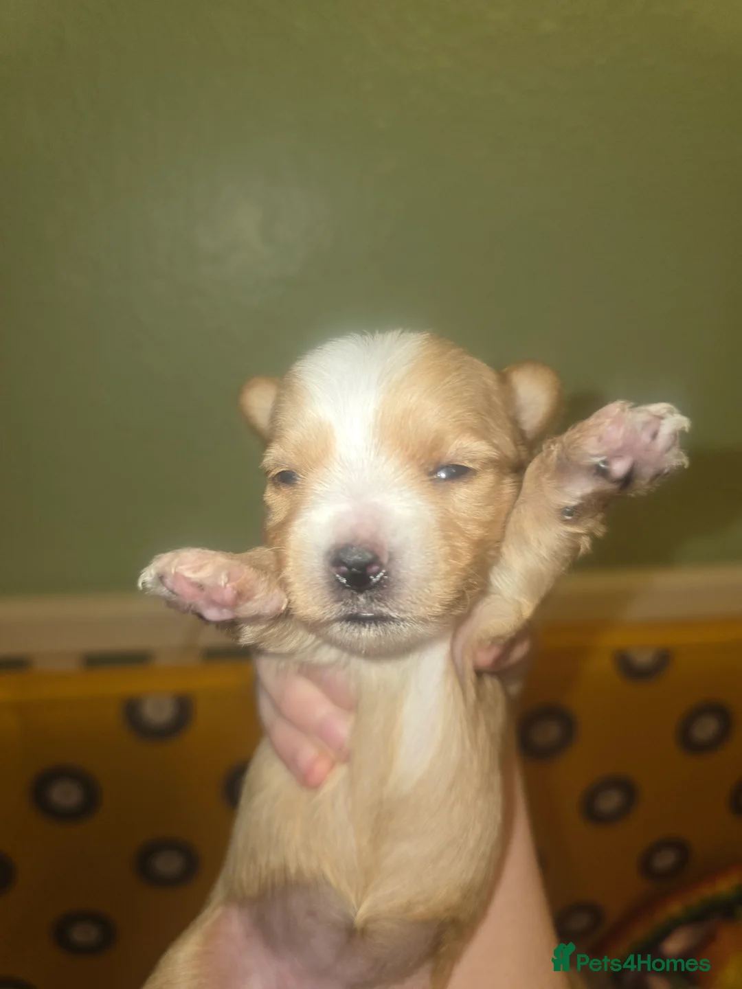 Yorkshire Terrier dogs for sale: wonderful puppies yorkshire terrier - Advert 38