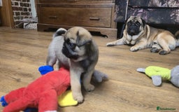 Pug dogs for sale: Beautiful Pure Pug Puppies 8 weeks old! 🐾 - Image 7
