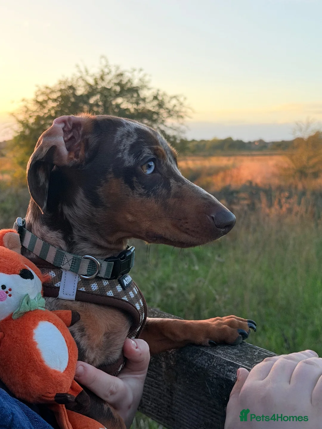 Miniature Dachshund dogs for sale: Cookie the loving 9 month old miniature dachshund  in Mexborough - Advert 2