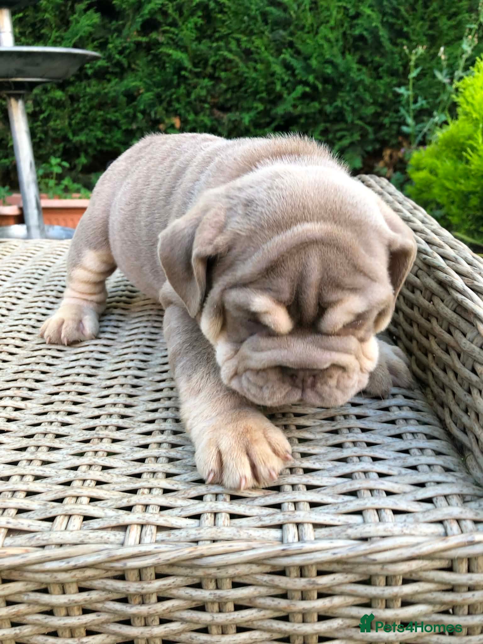 English Bulldog dogs for sale: English bulldog puppies in Doncaster - Advert 11