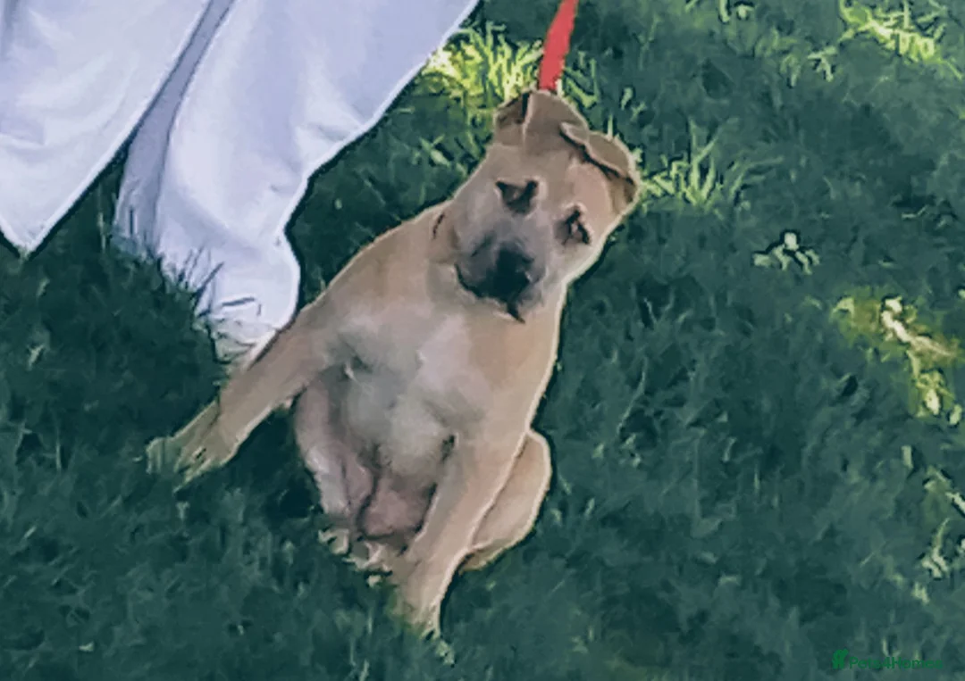 Mixed Breed dogs for sale: 14 weeks presa x mastiff puppy  - Advert 2