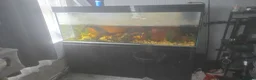 Turtle reptiles for sale: Turtle with tank. in Gravesend - Advert 3