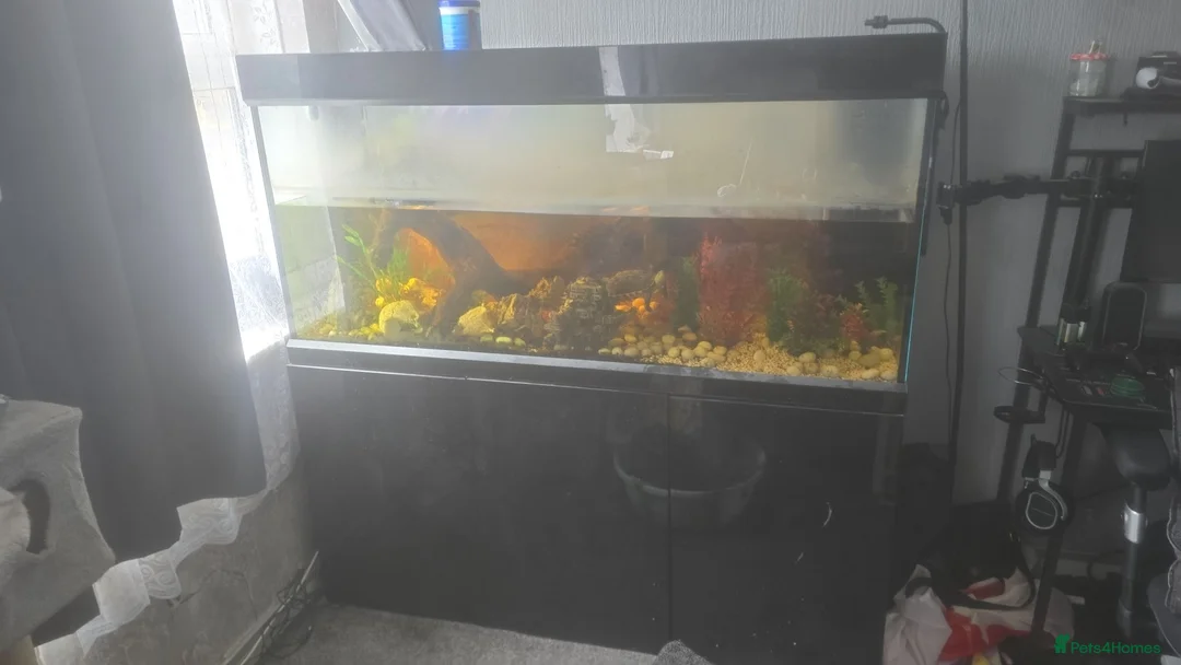 Turtle reptiles for sale: Turtle with tank. in Gravesend - Advert 3
