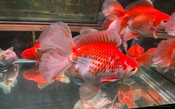 Fancy Goldfish fish for sale: Thai pleated goldfish - Image 8