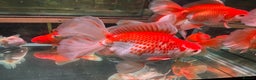 Fancy Goldfish fish for sale: Thai pleated goldfish - Advert 8