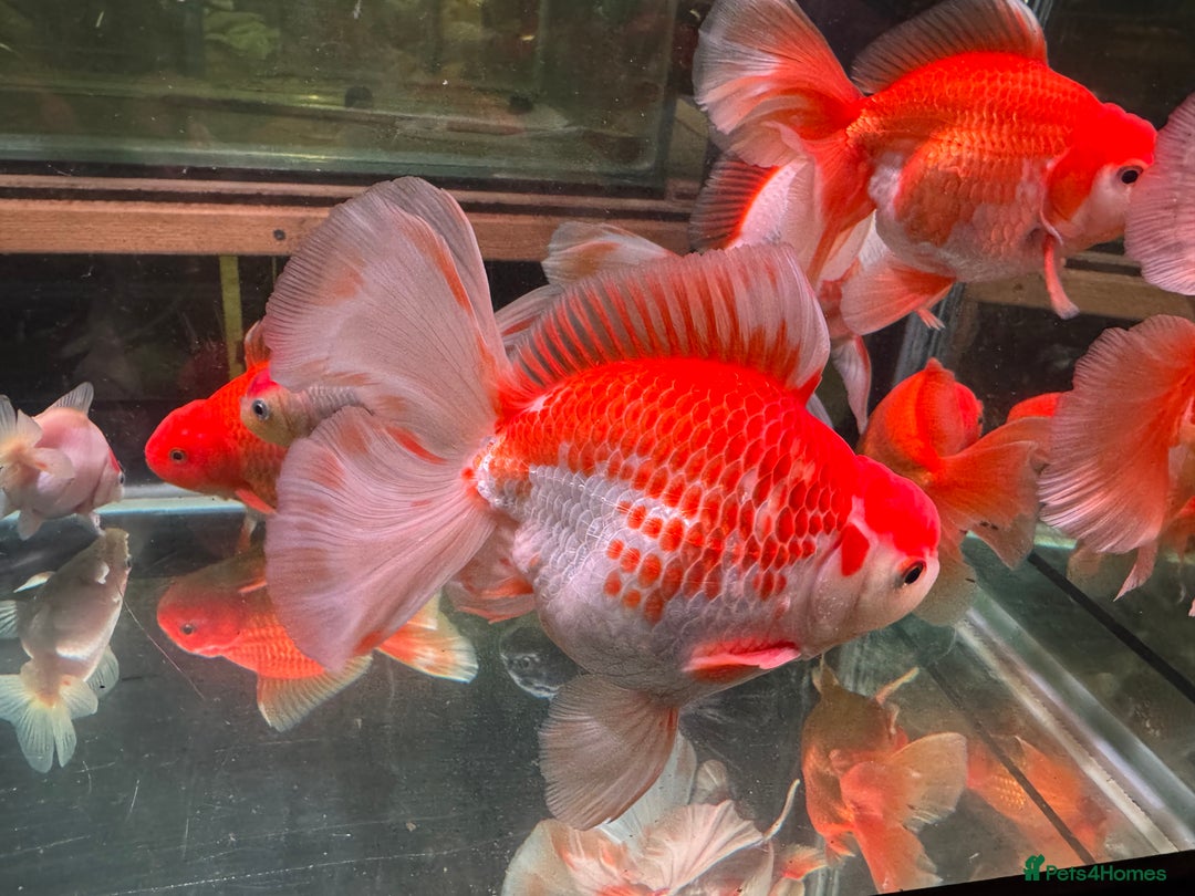 Fancy Goldfish fish for sale: Thai pleated goldfish - Image 8