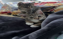 Domestic Shorthair cats for sale: 🐾Two Gorgeous Female Kittens🐾 - Image 7