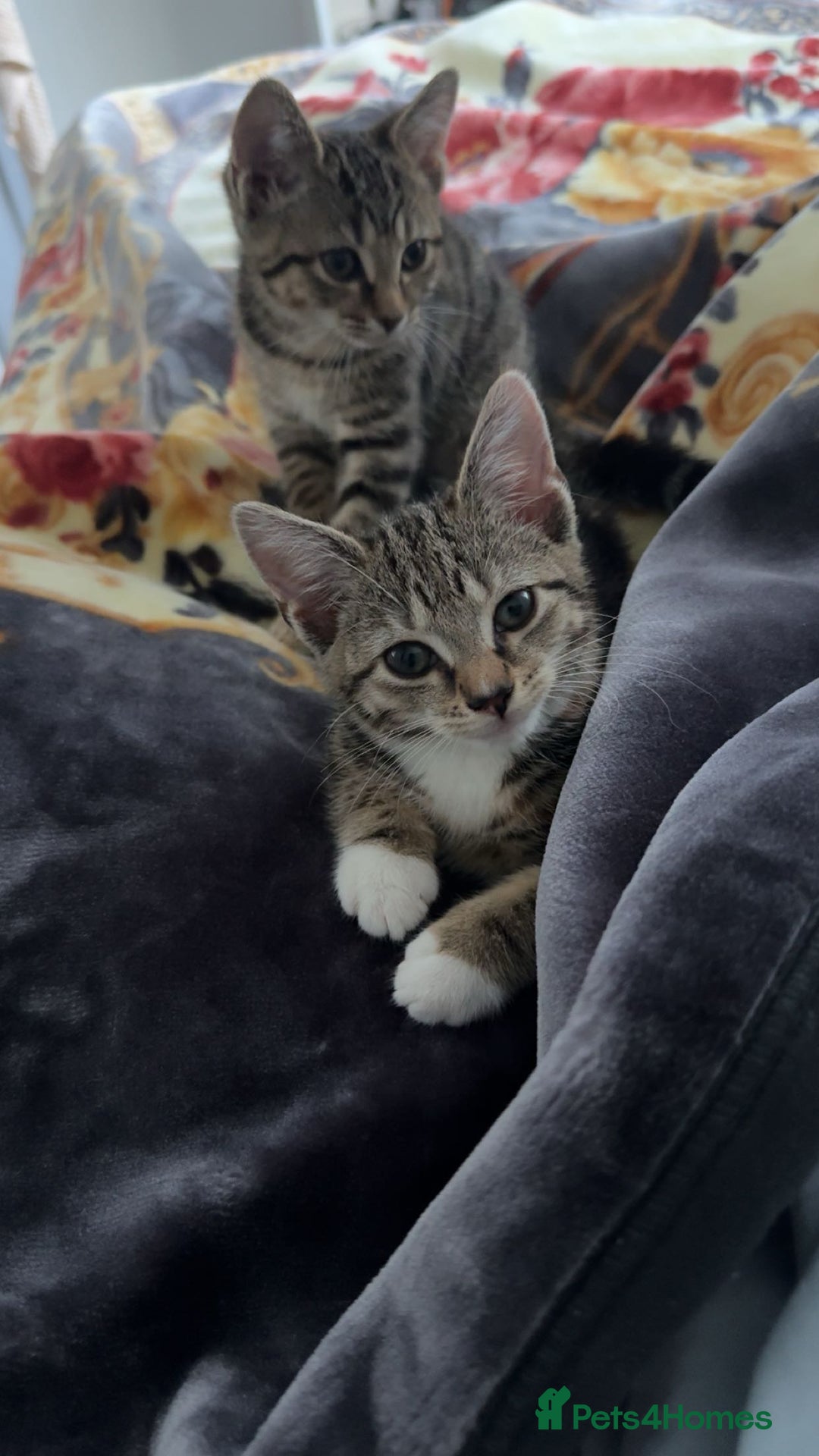 Domestic Shorthair cats for sale: 🐾Two Gorgeous Female Kittens🐾 - Image 7