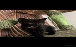 Mixed Breed cats for sale: Mixed breed- Norwegian Forest Cat  - Image 7