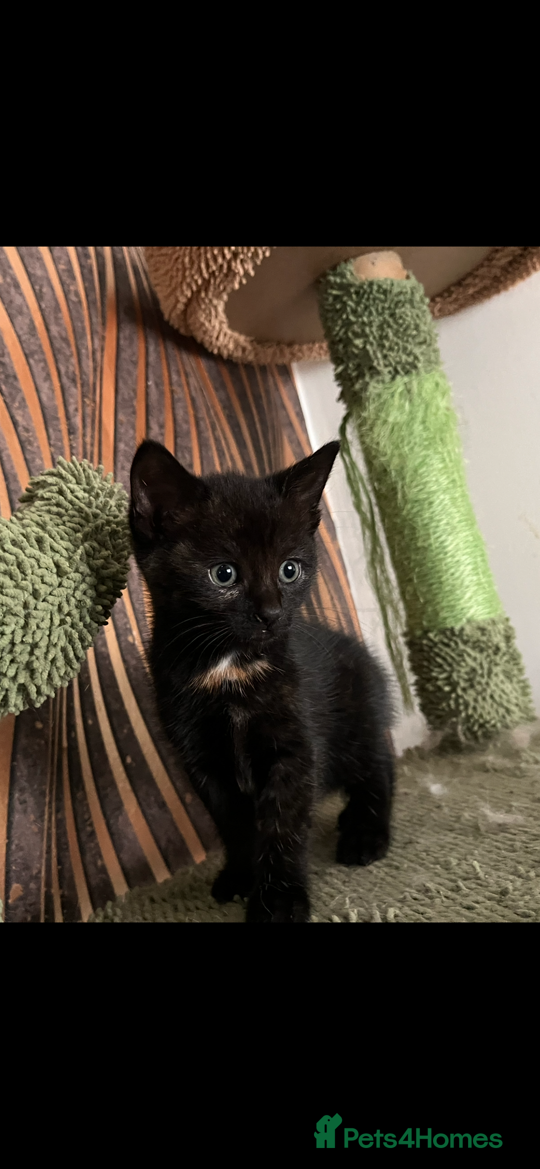 Mixed Breed cats for sale: Mixed breed- Norwegian Forest Cat  - Image 7