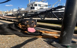 Rottweiler dogs for sale: Teenage Rottweiler - Image 5