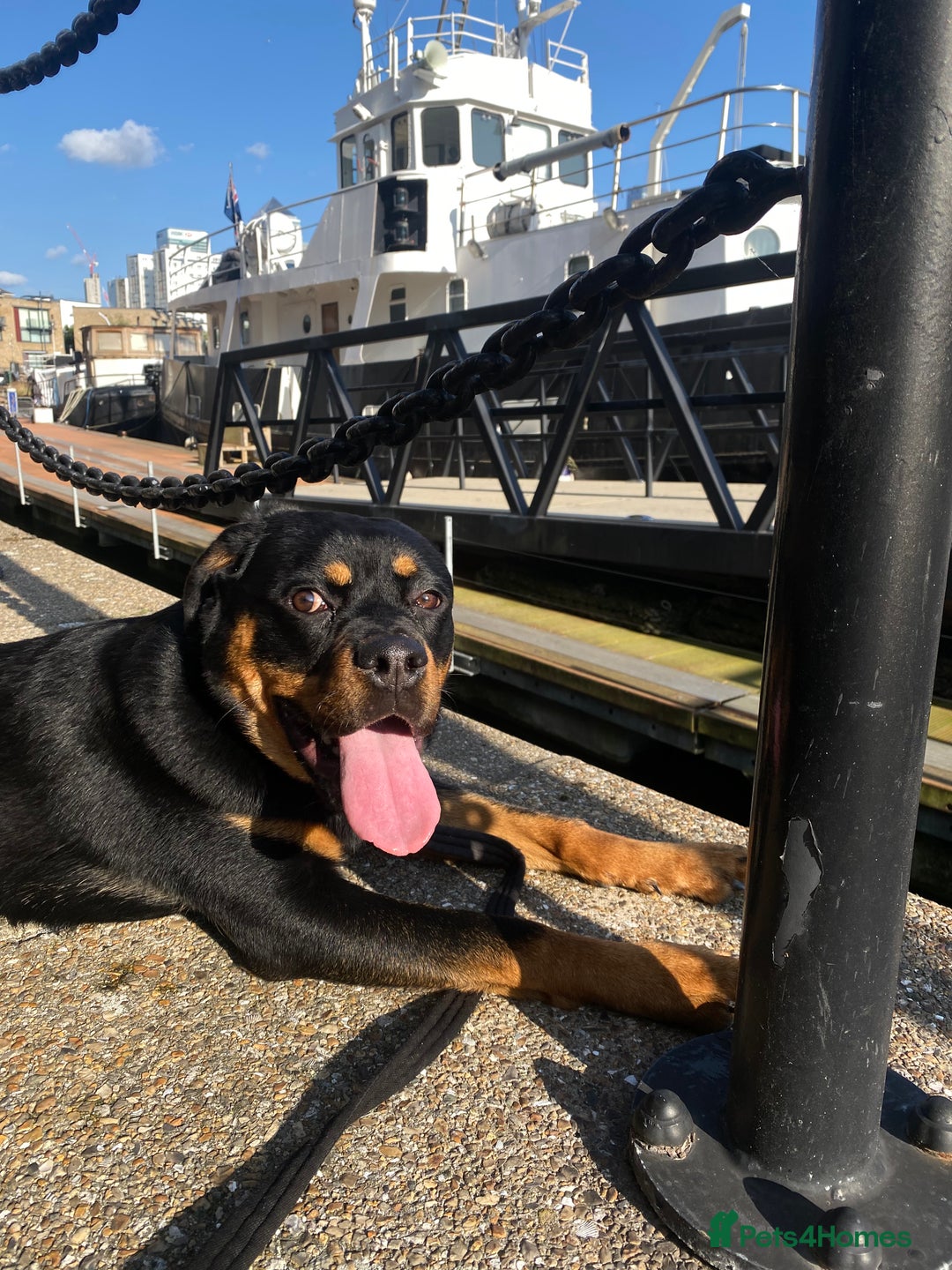 Rottweiler dogs for sale: Teenage Rottweiler - Image 5