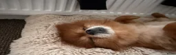 Pomeranian dogs for sale: 8 year old Pomeranian boy  in Doncaster - Advert 5