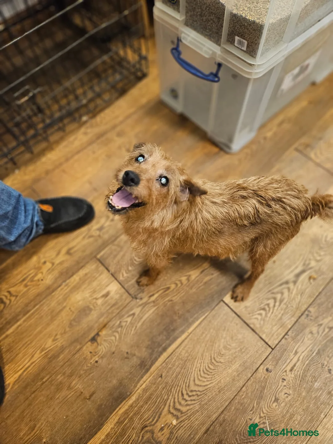 Mixed Breed dogs for sale: Boarder terrier x Jack Russell  - Advert 12
