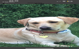 Labrador Retriever dogs for sale: X2 Female Farm dogs  - Image 6