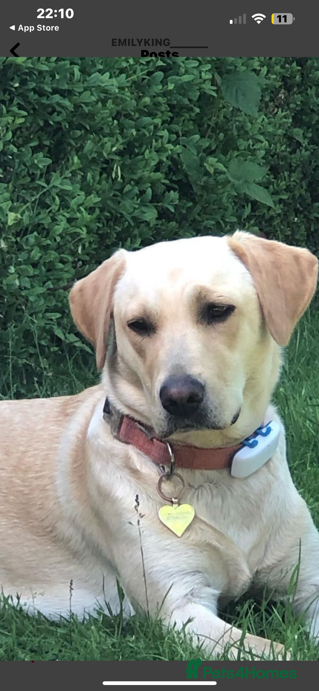 Labrador Retriever dogs for sale: X2 Female Farm dogs  - Image 6