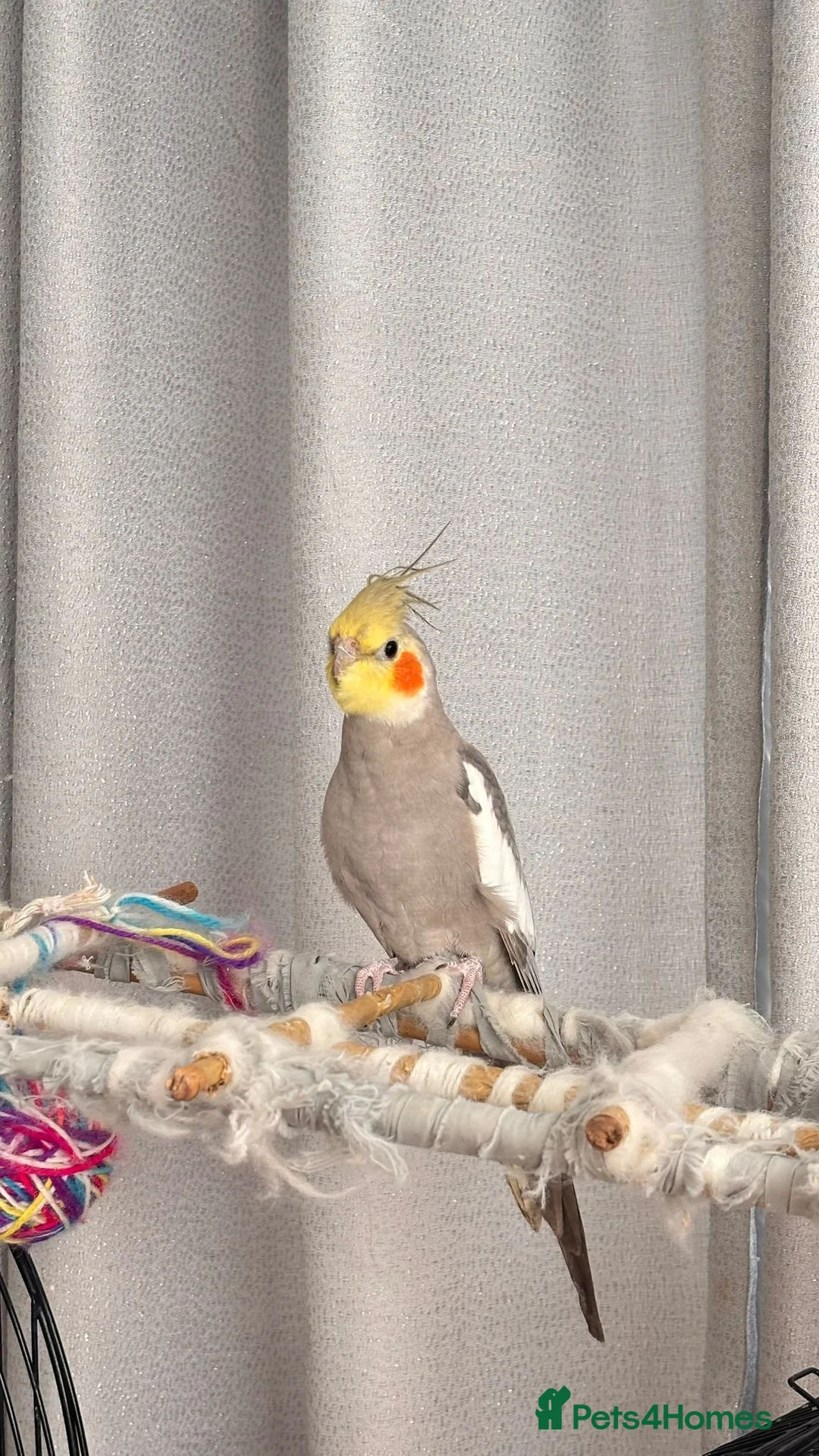 Mixed Breed birds for sale: READ DESCRIPTION FIRST - Advert 6