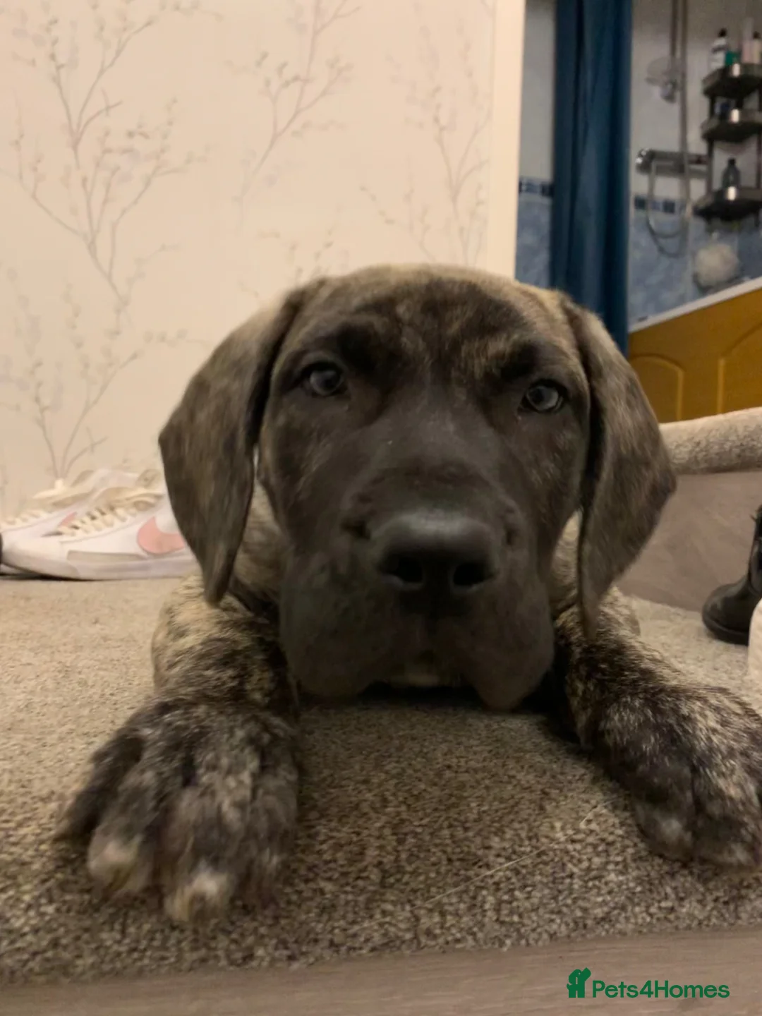 Presa Canario dogs for stud: Ragnar  in Mansfield - Advert 9