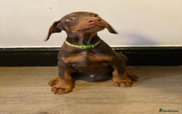 Dobermann dogs for sale: Beautiful Dobermann puppies - Image 9